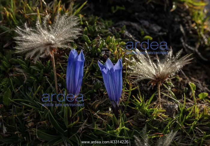 : Karawanken gentian, Gentiana froelichii in flowe : Karawanken gentian, Gentiana froelichii in flowe