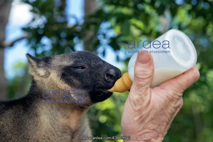 : Karen Coombes carer from Tree Roo Rescue Centre : Karen Coombes carer from Tree Roo Rescue Centre
