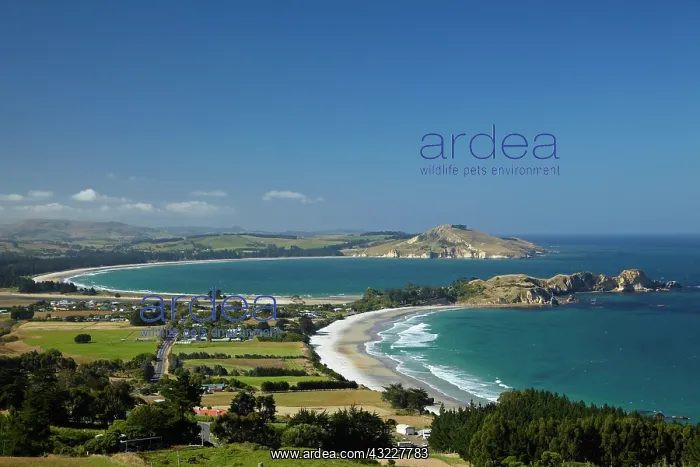 : Karitane Coastline, Otago, South Island : Karitane Coastline, Otago, South Island