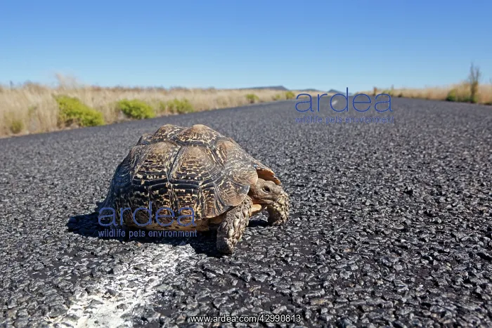 : Karoo Cape Tortoise / Greater Padloper : Karoo Cape Tortoise / Greater Padloper