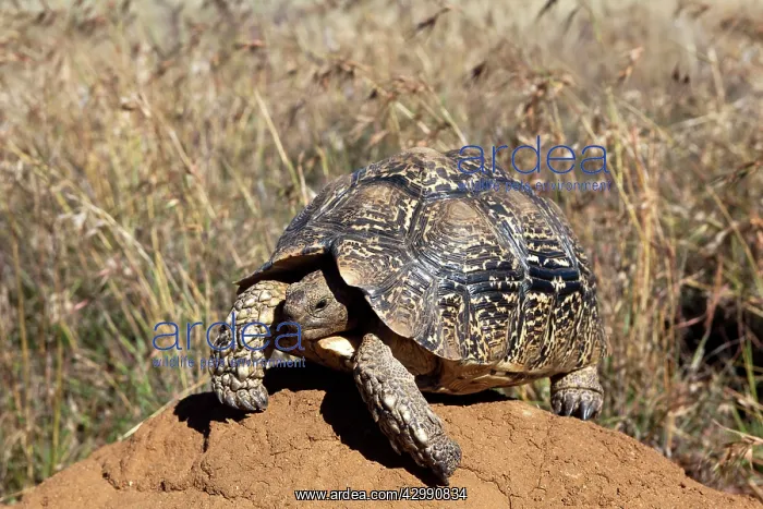 : Karoo Cape Tortoise / Greater Padloper : Karoo Cape Tortoise / Greater Padloper