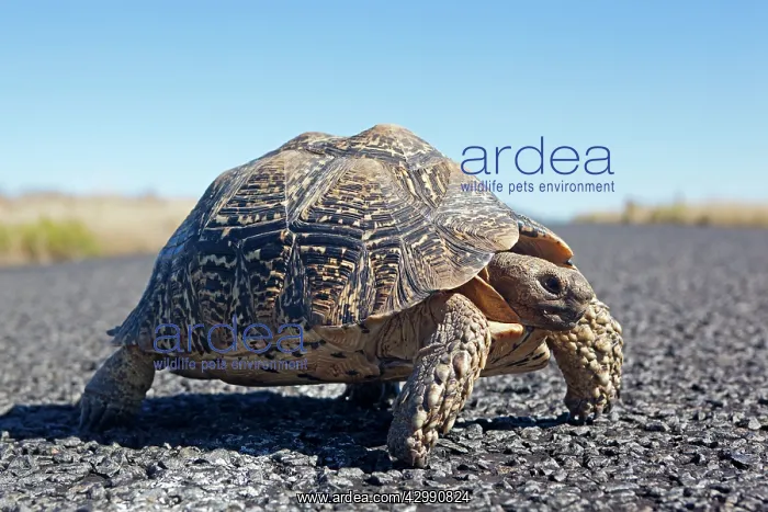 : Karoo Cape Tortoise / Greater Padloper - crossing road : Karoo Cape Tortoise / Greater Padloper - crossing road