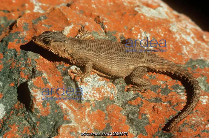 : Karoo girdled / African Spiny-tailed Lizard : Karoo girdled / African Spiny-tailed Lizard