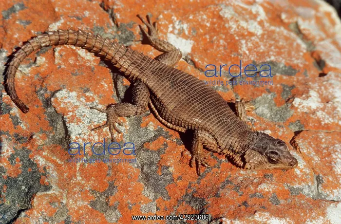 : Karoo girdled / African Spiny-tailed Lizard : Karoo girdled / African Spiny-tailed Lizard
