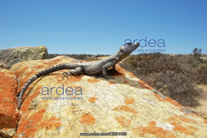 : Karoo Girdled Lizard : Karoo Girdled Lizard