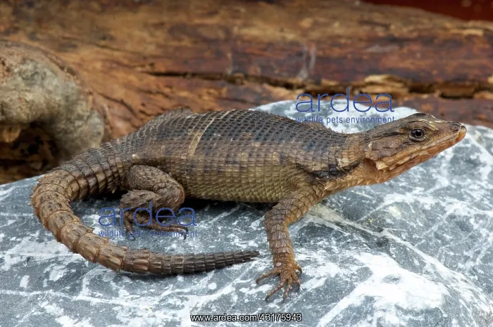 : Karoo girdled lizard (Cordylus polyzonus), South : Karoo girdled lizard (Cordylus polyzonus), South