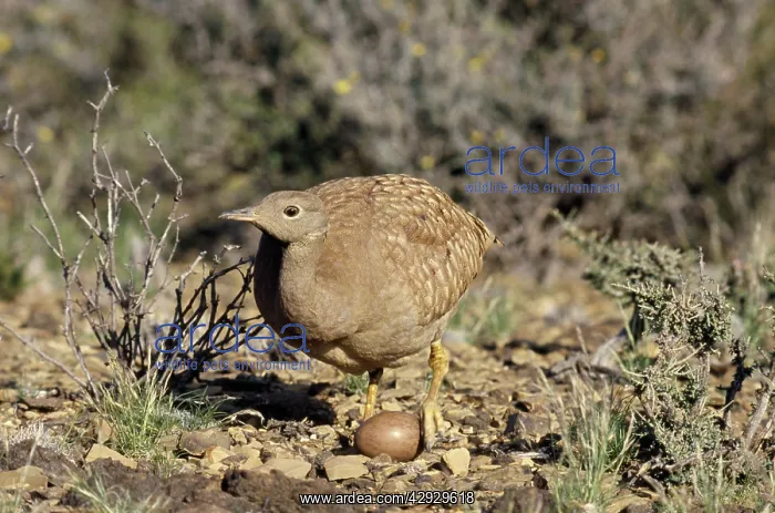 : Karoo Korhaan Bustard : Karoo Korhaan Bustard
