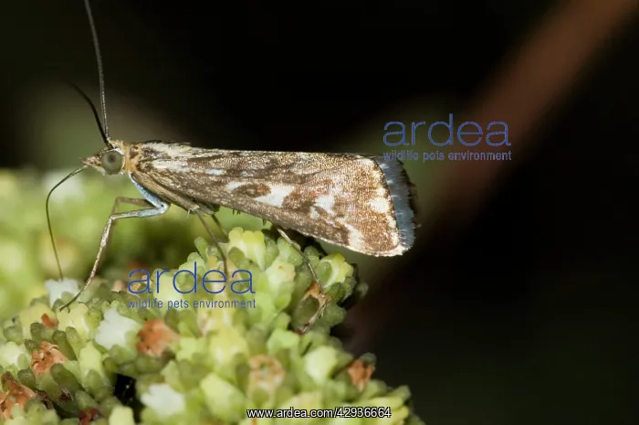 : Karoo moth - Adult visiting flower of plakkiebos : Karoo moth - Adult visiting flower of plakkiebos