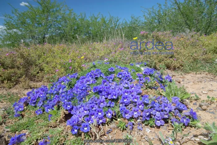: Karoo Violet - forms carpets up to 1 metre in diameter : Karoo Violet - forms carpets up to 1 metre in diameter