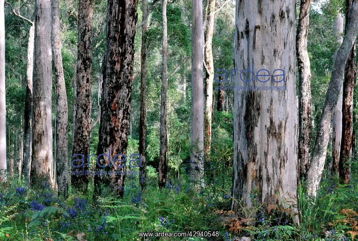: Karri (Eucalyptus diversicolor) - and Jarrah (Eucalyptus : Karri (Eucalyptus diversicolor) - and Jarrah (Eucalyptus