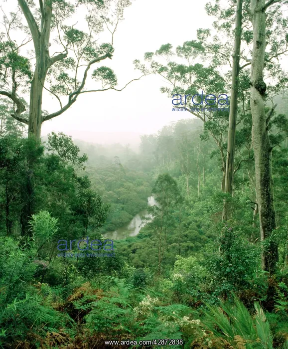 : Karri forest and the Warren River : Karri forest and the Warren River
