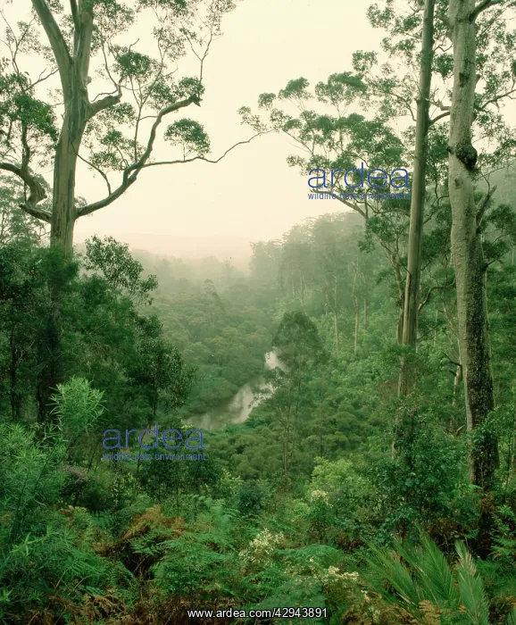 : Karri forest and the Warren River (Eucalyptus diversicolor) : Karri forest and the Warren River (Eucalyptus diversicolor)