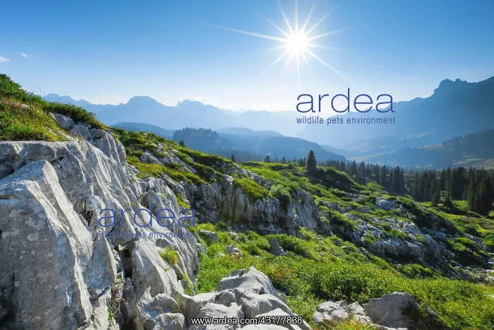 : Karst landscape at the Pragelpass, Schwyz, Switzerland : Karst landscape at the Pragelpass, Schwyz, Switzerland