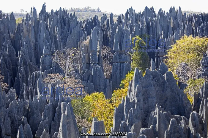 : Karst limestone formation in the Tsingy de Bemaraha : Karst limestone formation in the Tsingy de Bemaraha