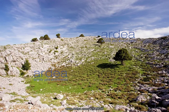 : Karst limestone scenery, with greek firs, at about : Karst limestone scenery, with greek firs, at about