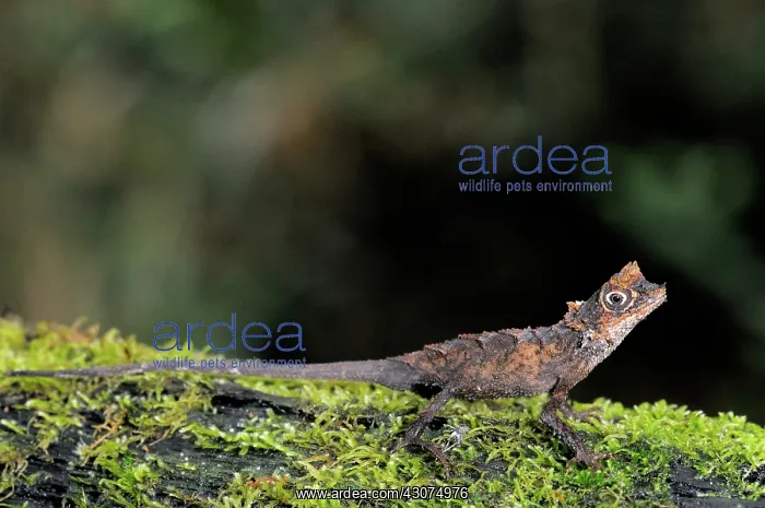  : Karu's Horned Lizard
