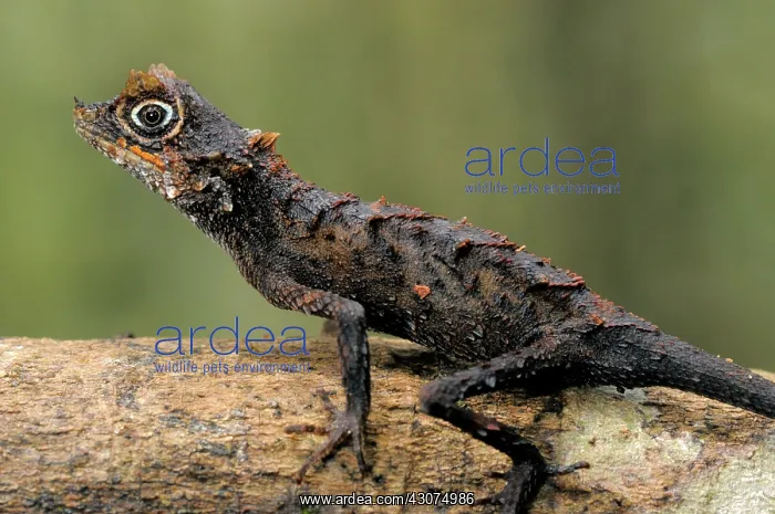 : Karu's Horned Lizard : Karu's Horned Lizard