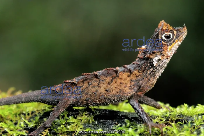 : Karu's Horned Lizard : Karu's Horned Lizard
