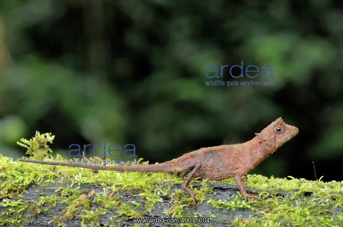 : Karu's Horned Lizard : Karu's Horned Lizard