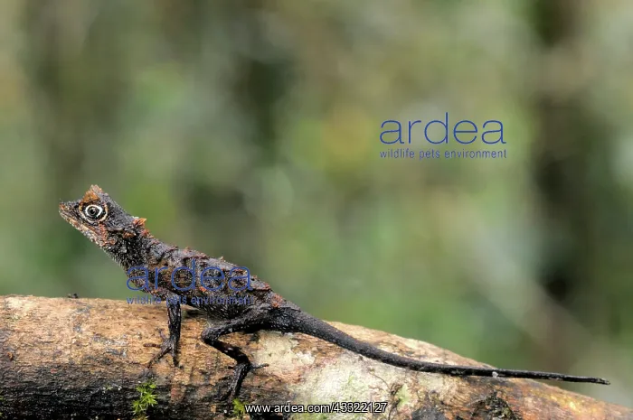 : Karu's Horned Lizard : Karu's Horned Lizard