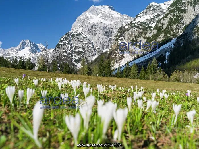: The Karwendel Mountain Range near Gramai : The Karwendel Mountain Range near Gramai