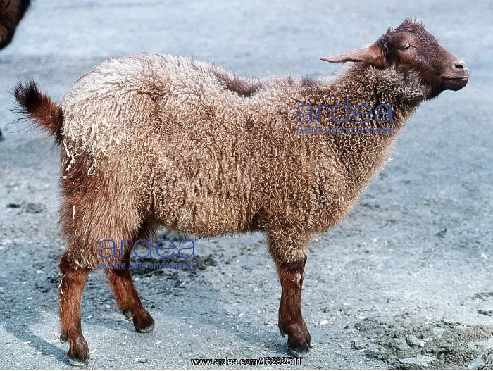 : KASHMIR GOAT - Domestic source of fine wool : KASHMIR GOAT - Domestic source of fine wool
