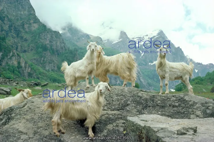  : KASHMIR GOATS