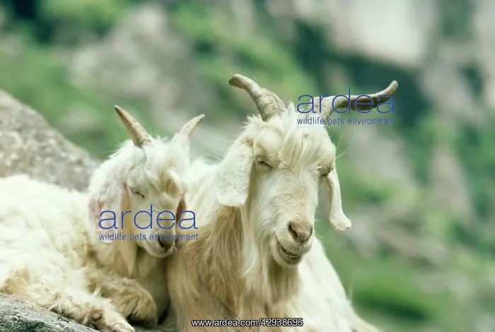 : KASHMIR GOATS : KASHMIR GOATS
