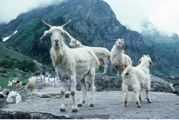 : Kashmir GOATS : Kashmir GOATS