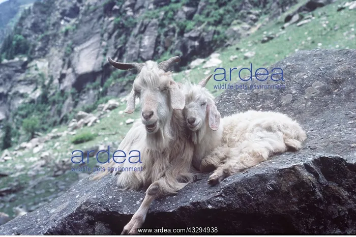 : KASHMIR GOATS - adult and kid : KASHMIR GOATS - adult and kid