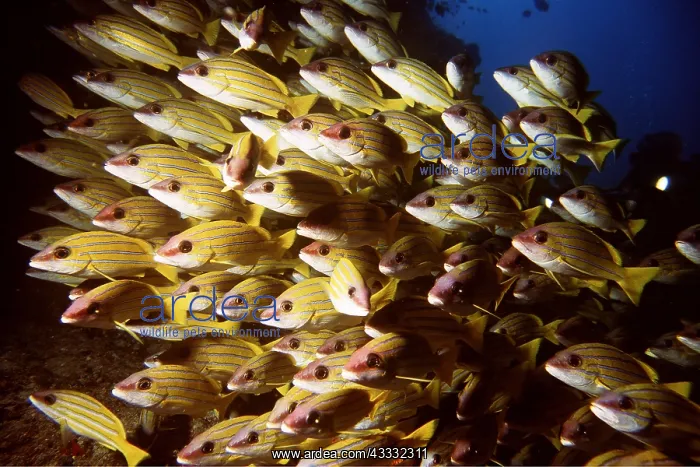 : KASMIRA SNAPPERS - SCHOOL : KASMIRA SNAPPERS - SCHOOL