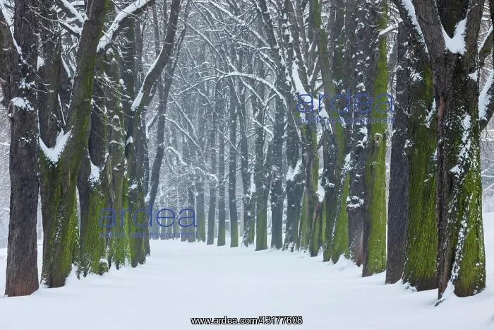 : Kastanienbaum-Allee, Rosensteinpark, Stuttgart : Kastanienbaum-Allee, Rosensteinpark, Stuttgart