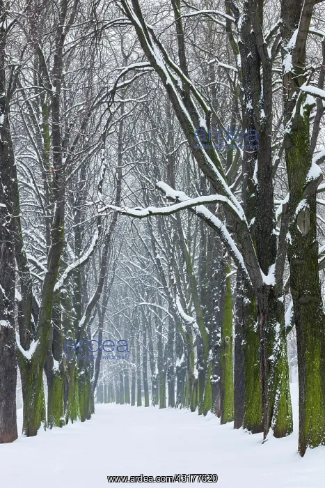: Kastanienbaum-Allee, Rosensteinpark, Stuttgart : Kastanienbaum-Allee, Rosensteinpark, Stuttgart