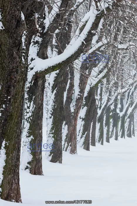  : Kastanienbaum-Allee, Rosensteinpark, Stuttgart