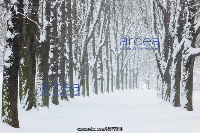 : Kastanienbaum-Allee, Rosensteinpark, Stuttgart : Kastanienbaum-Allee, Rosensteinpark, Stuttgart