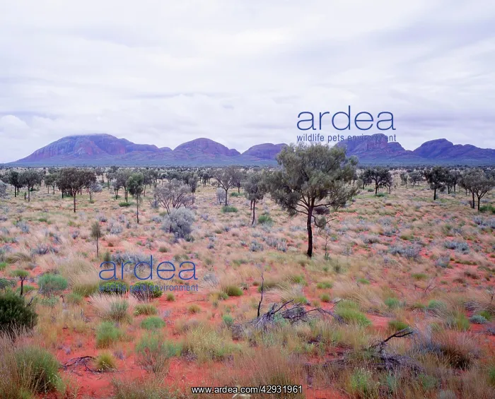: Kata Tjuta (the Olgas) from the South in rainy conditions : Kata Tjuta (the Olgas) from the South in rainy conditions