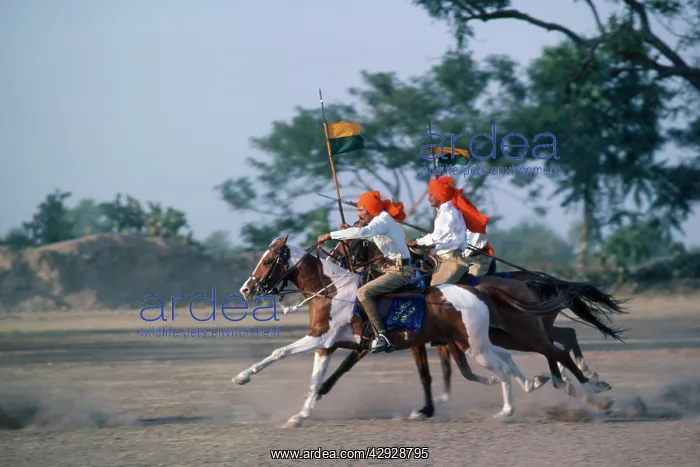: Kathi Horses - and riders - used by the Police : Kathi Horses - and riders - used by the Police