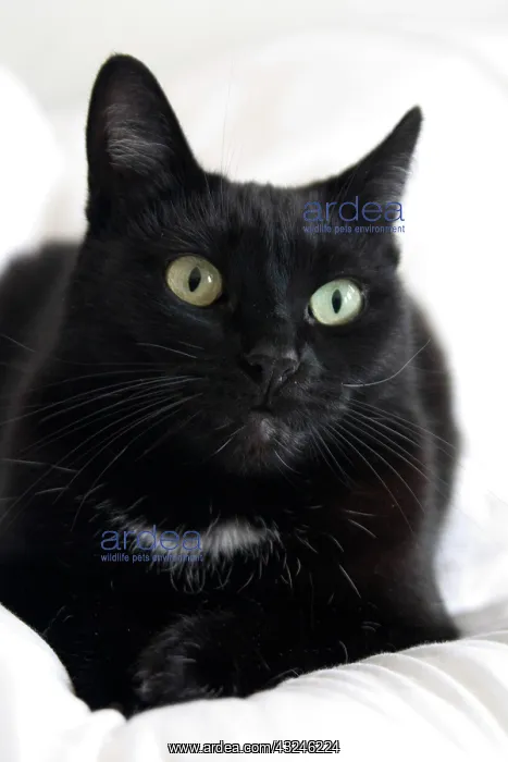 : Katishaw, female black and white domestic : Katishaw, female black and white domestic