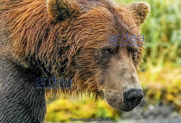 : Katmai National Park, Alaska. Close-up portrait of large : Katmai National Park, Alaska. Close-up portrait of large