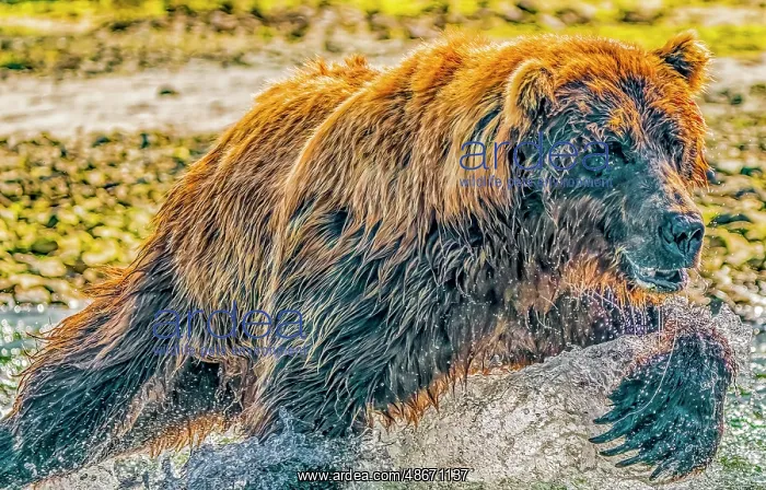: Katmai National Park, Alaska. Portrait of large male brown : Katmai National Park, Alaska. Portrait of large male brown