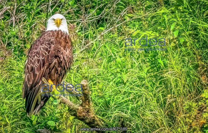 : Katmai Peninsula, Alaska. Portrait of bald eagle scouting : Katmai Peninsula, Alaska. Portrait of bald eagle scouting