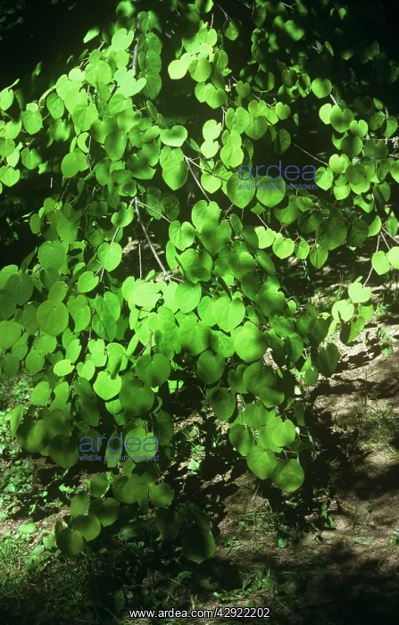 : Katsura Tree : Katsura Tree