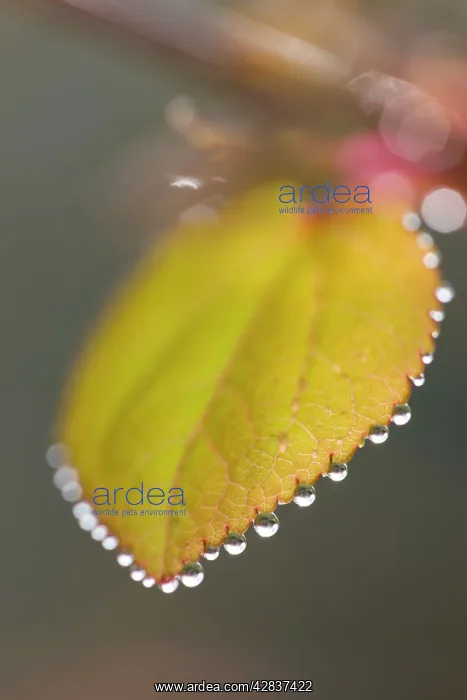 : Katsura Tree - Leaf with dew drops : Katsura Tree - Leaf with dew drops