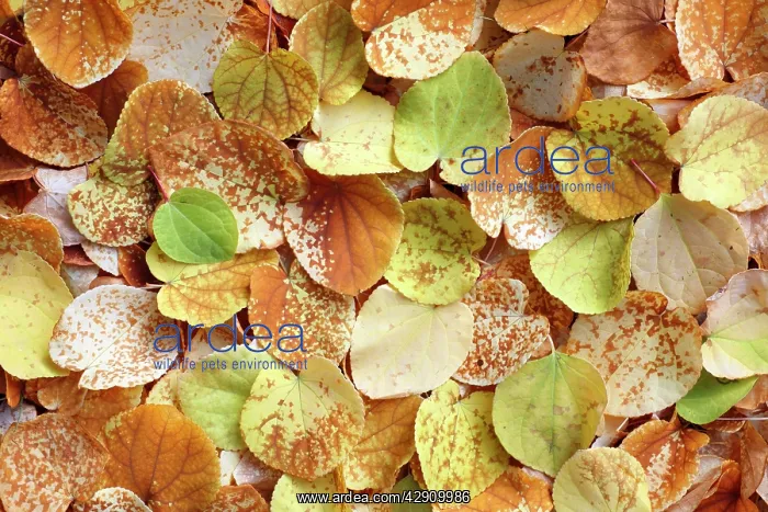 : Katsura Tree - leaves - autumn : Katsura Tree - leaves - autumn