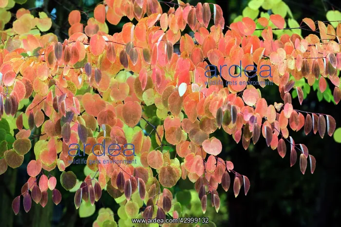 : Katsura Tree - leaves in autumn colour blowing in : Katsura Tree - leaves in autumn colour blowing in