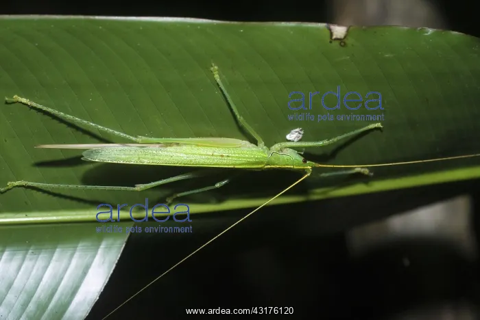 : Katydid, (family Tettigoniidae), on a leaf in the Amazon rainforest in Loreto, Peru : Katydid, (family Tettigoniidae), on a leaf in the Amazon rainforest in Loreto, Peru