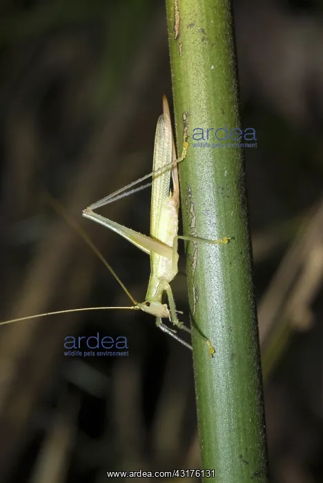 : Katydid, (family Tettigoniidae), in the Amazon rainforest in Loreto, Peru : Katydid, (family Tettigoniidae), in the Amazon rainforest in Loreto, Peru
