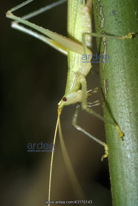 : Katydid, (family Tettigoniidae), in the Amazon rainforest in Loreto, Peru : Katydid, (family Tettigoniidae), in the Amazon rainforest in Loreto, Peru