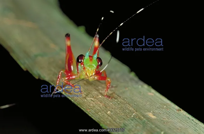 : Katydid (Tettigoniidae) in its natural tropical habitat of Indonesia grooming its antenna : Katydid (Tettigoniidae) in its natural tropical habitat of Indonesia grooming its antenna