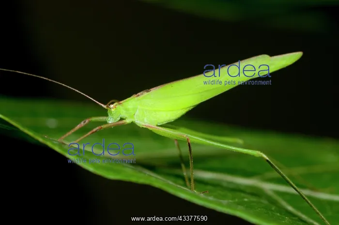 : Katydid - Klunkung, Bali, Indonesia : Katydid - Klunkung, Bali, Indonesia